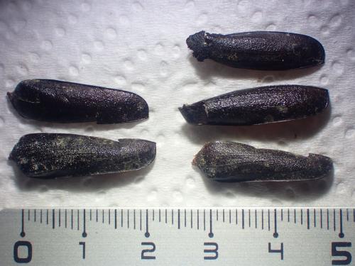Prionus coriarius